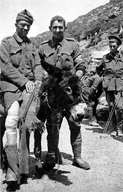Those Brave Jackasses — Meet Some Heroic Wartime Donkeys