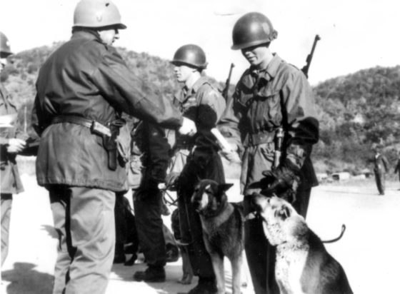 Scout Dogs at War – How U.S. Army K-9 Patrols Sniffed Out the Enemy in Korea